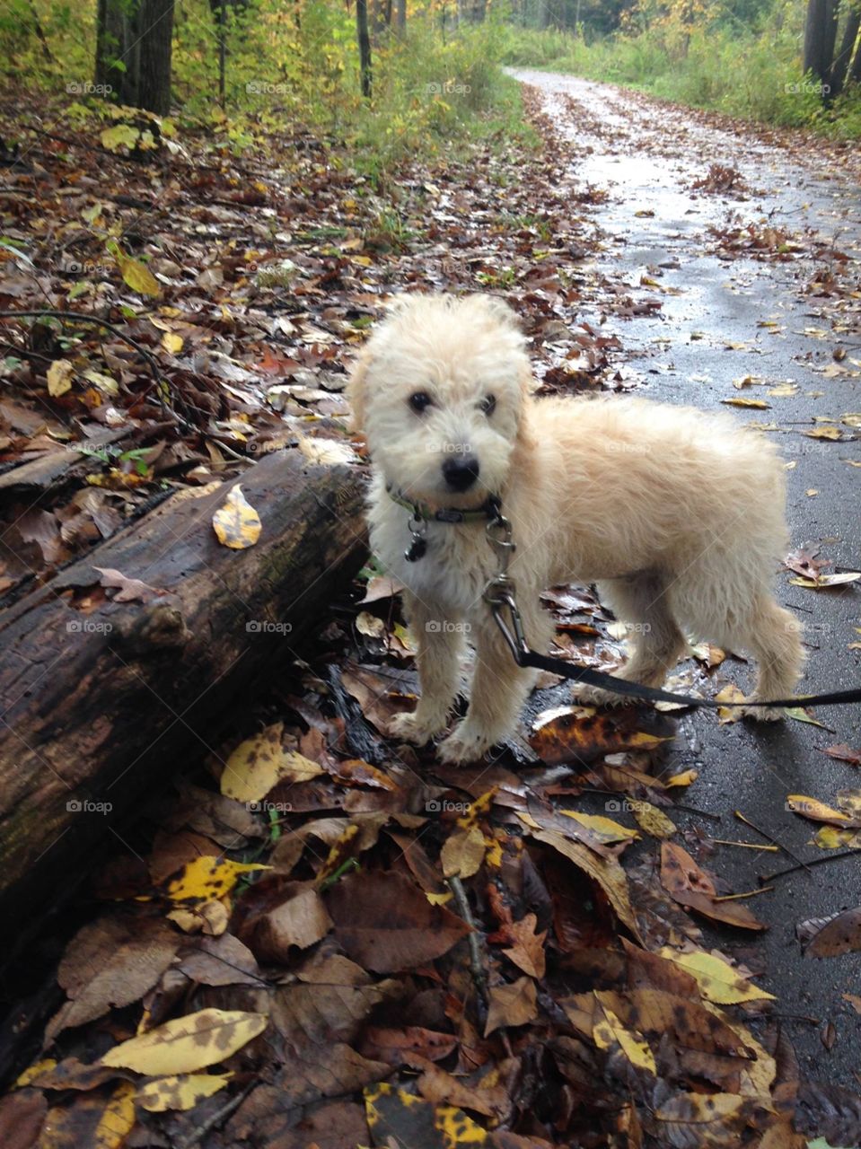 Puppy in autumn woods.