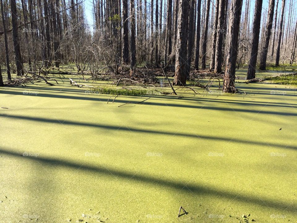 Swamp / Conservation Park