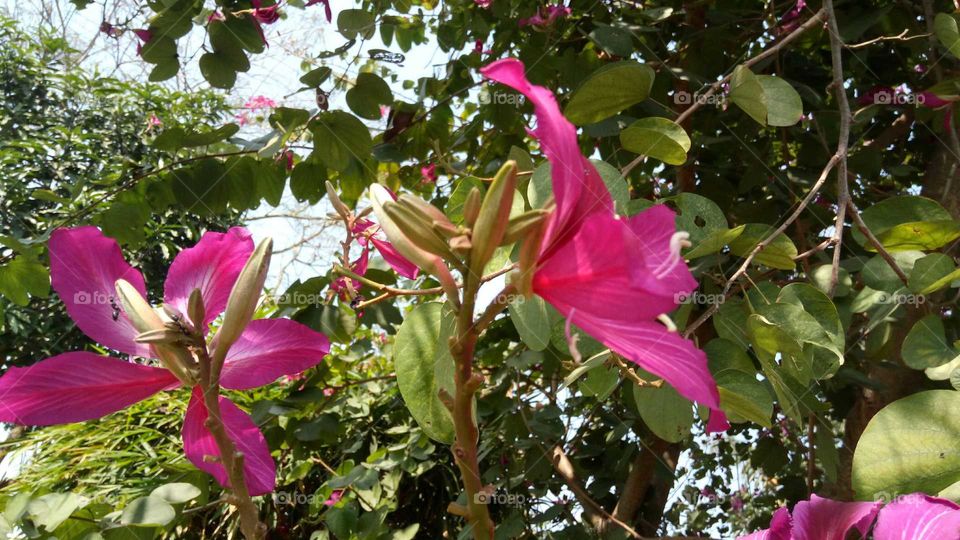 Pink Ashoka flower