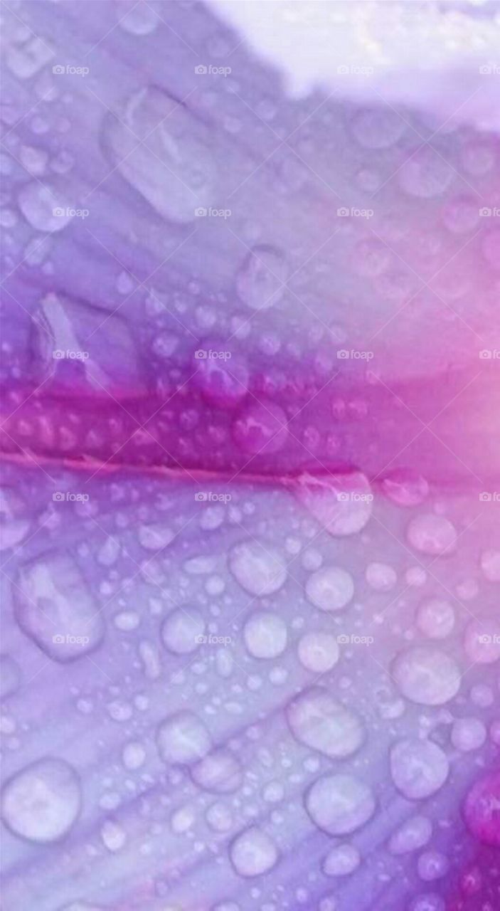 Rain on Morning Glory