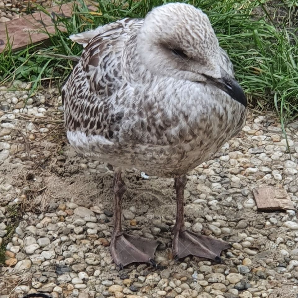 Young gull in the backyard The Netherlands