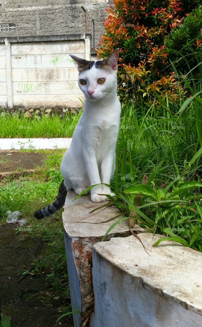 A female cat sitting in broken concrete fence with plants around her. Photo taken in late afternoon.