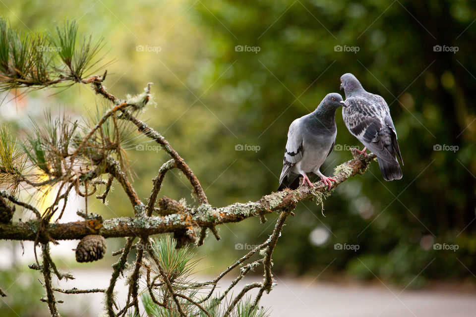 Two pigeons in the park on tree branch sitting 