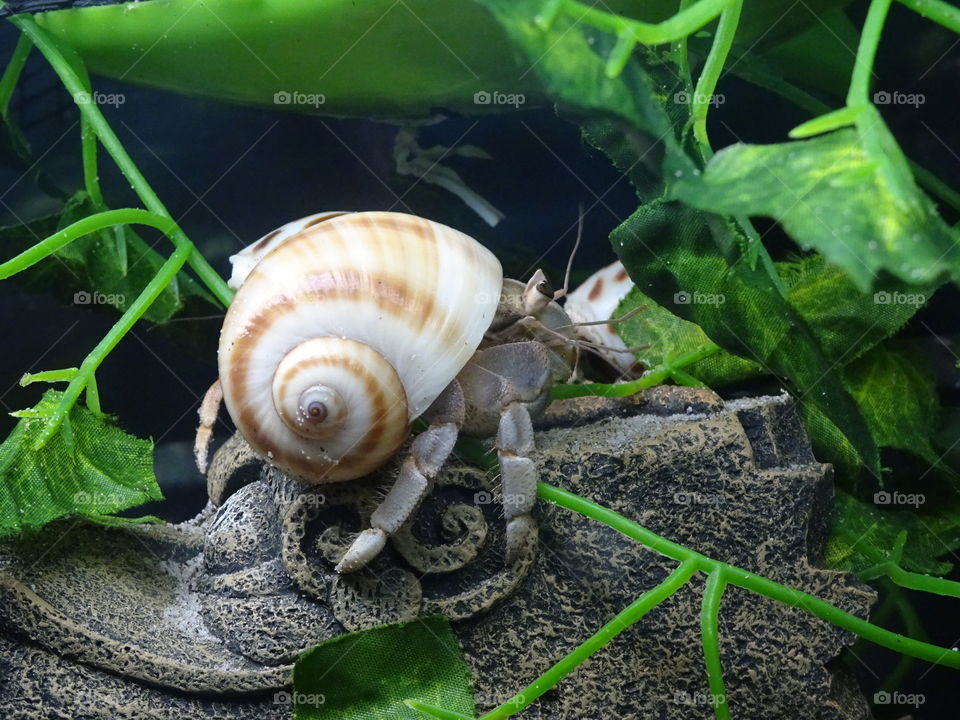 Snail, Shellfish, Shell, Garden, Nature