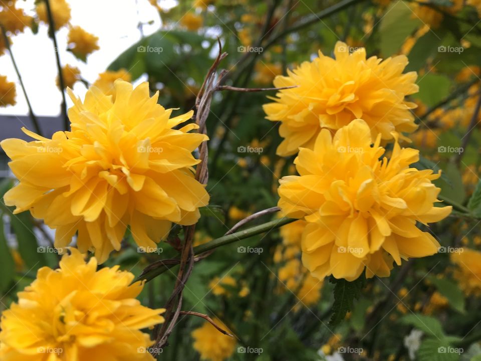 Yellow flowers in the garden