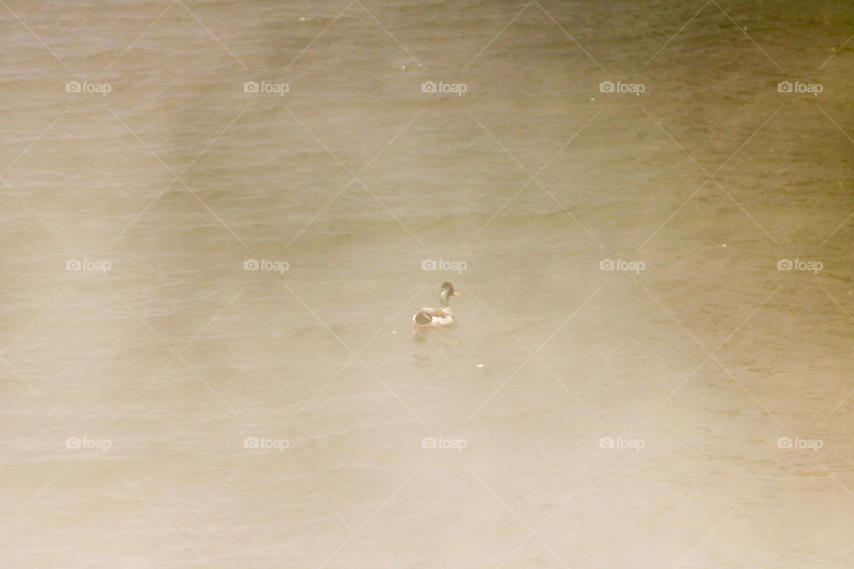 Foggy duck