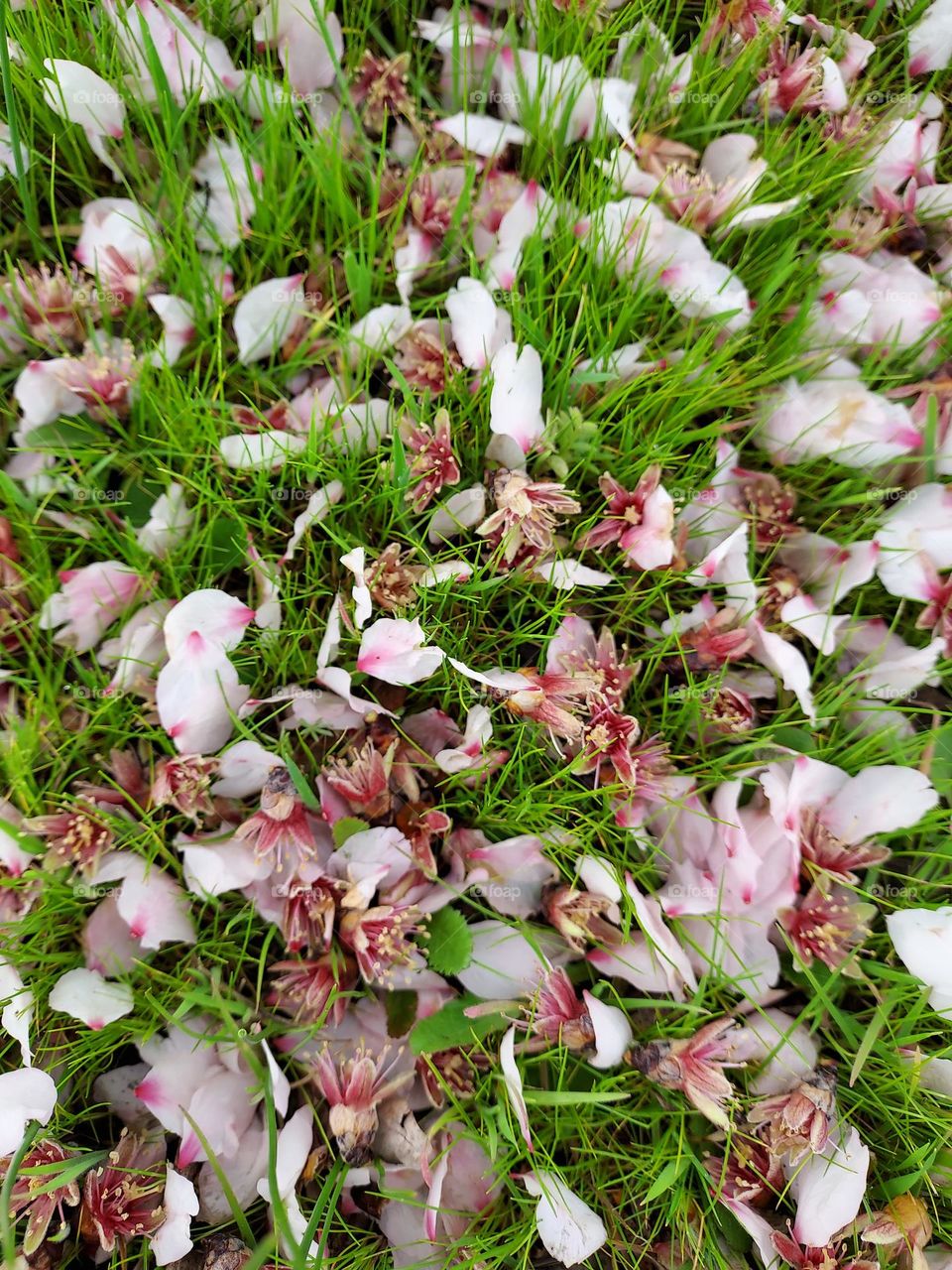 Fallen tree flowers laying in the Green grass