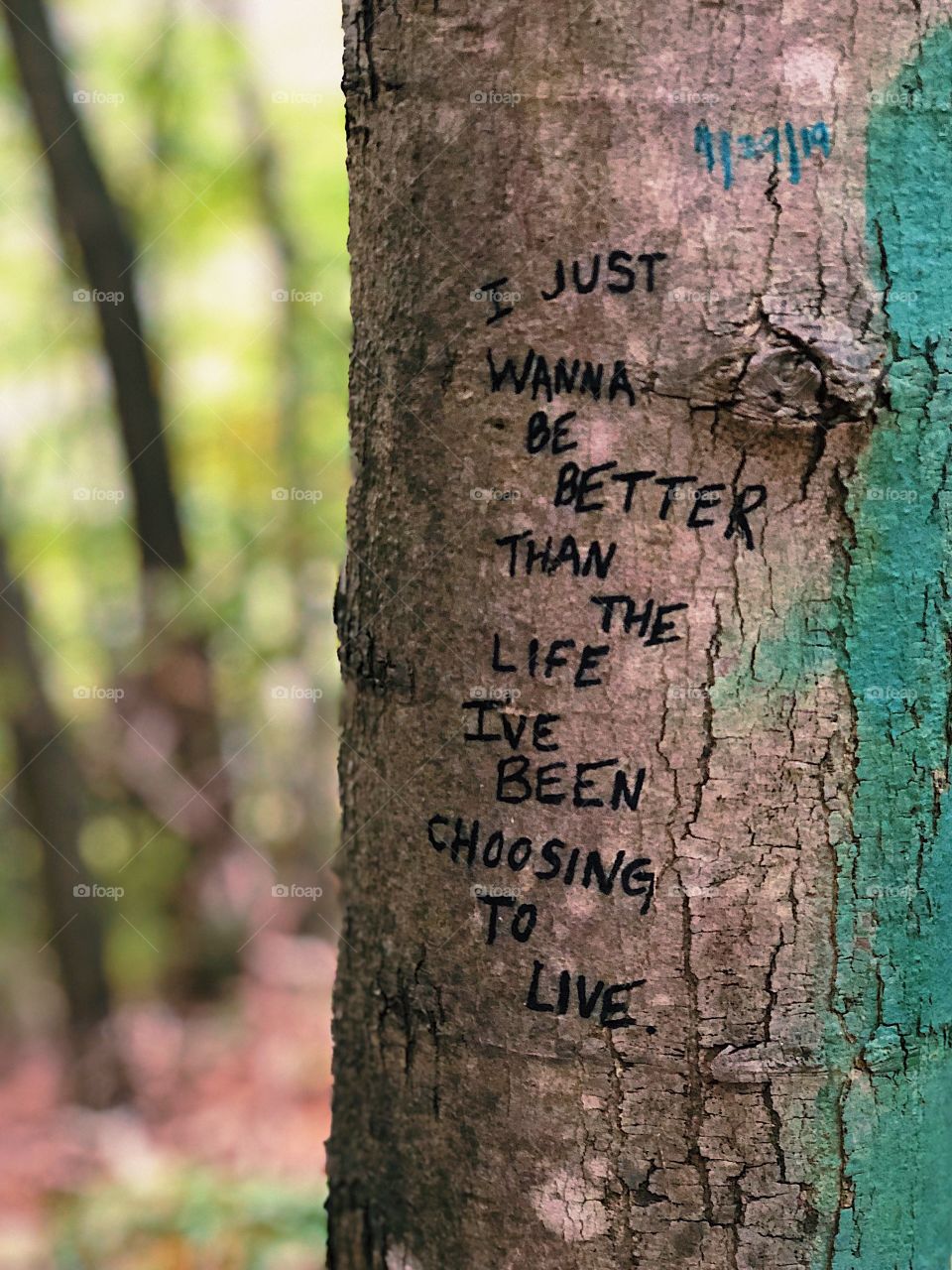 Messages In The Woods, Words On The Trees, The Forest Has Messages, Cold Springs Harbor Park, Graffiti In The Woods, Writing On The Bark, Vandalizing The Trees, Art In The Woods