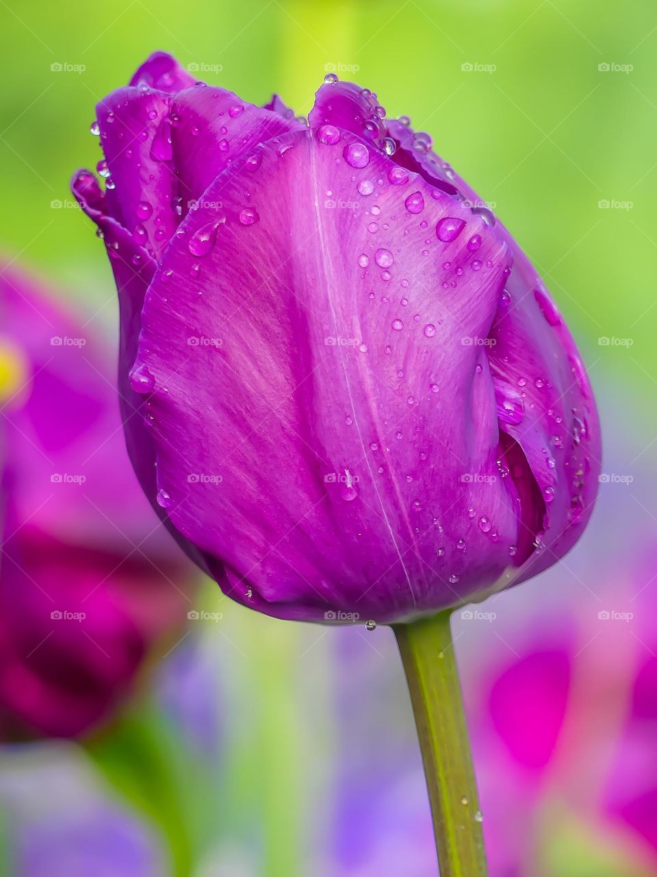 Tulip close-up with droplets, spring time!