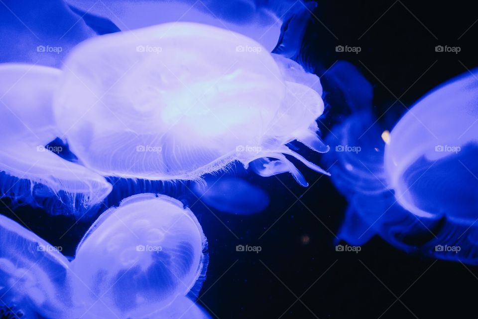Jellyfish swimming in its natural habitat.