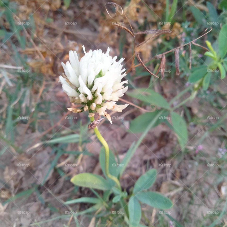 trifolium alecxandrinum