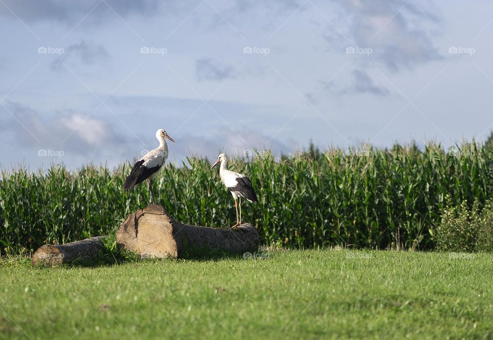 Summer landscape with two storks