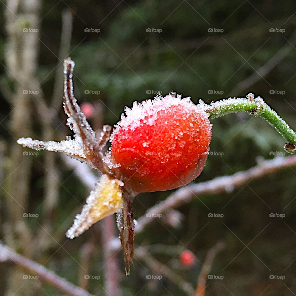 Frozen forest