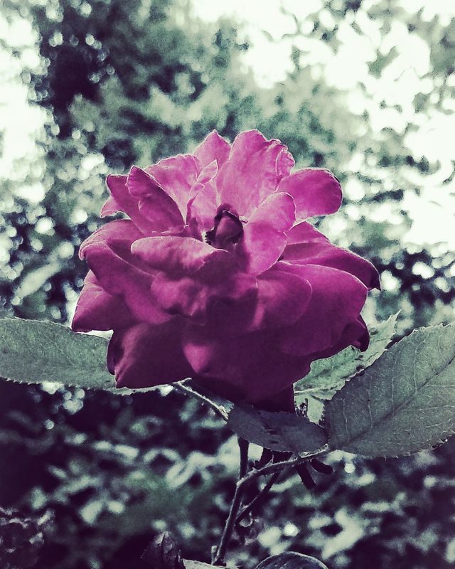 Rose