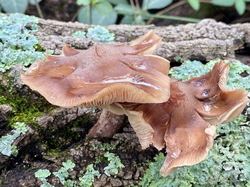 Two mushrooms on a lichen covered tree