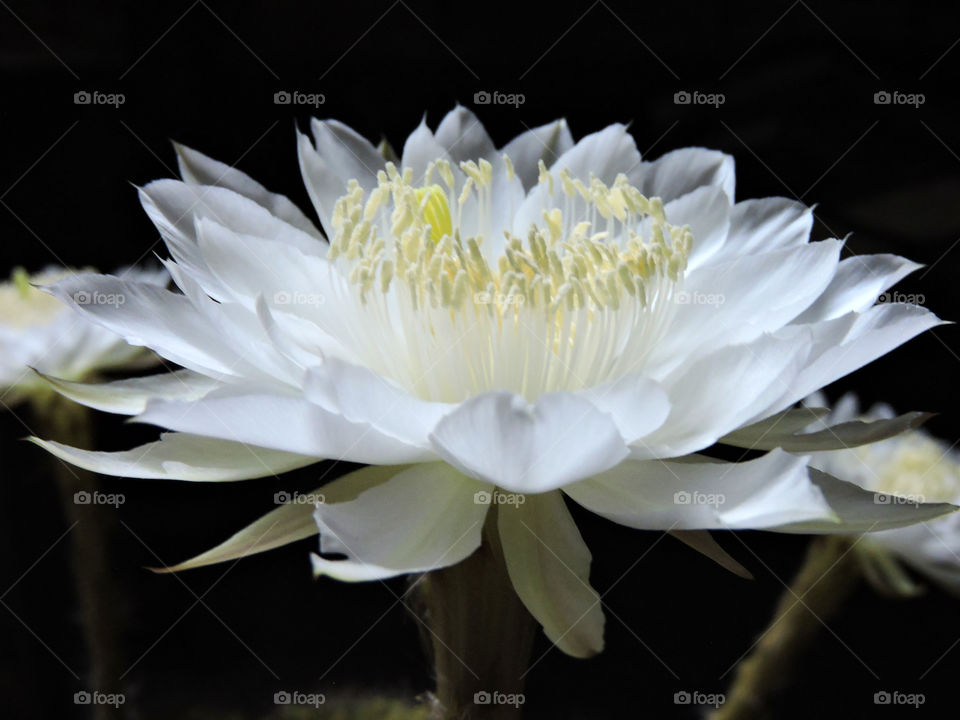 Cactus Flower