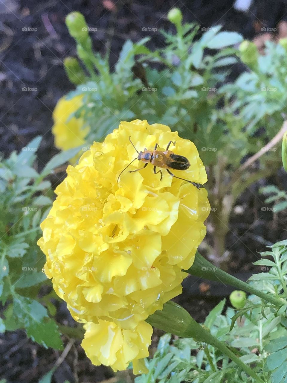 Goldenrod soldier beetle on bright yellow marigold flower in backyard summer flower bed nature up close bug insect