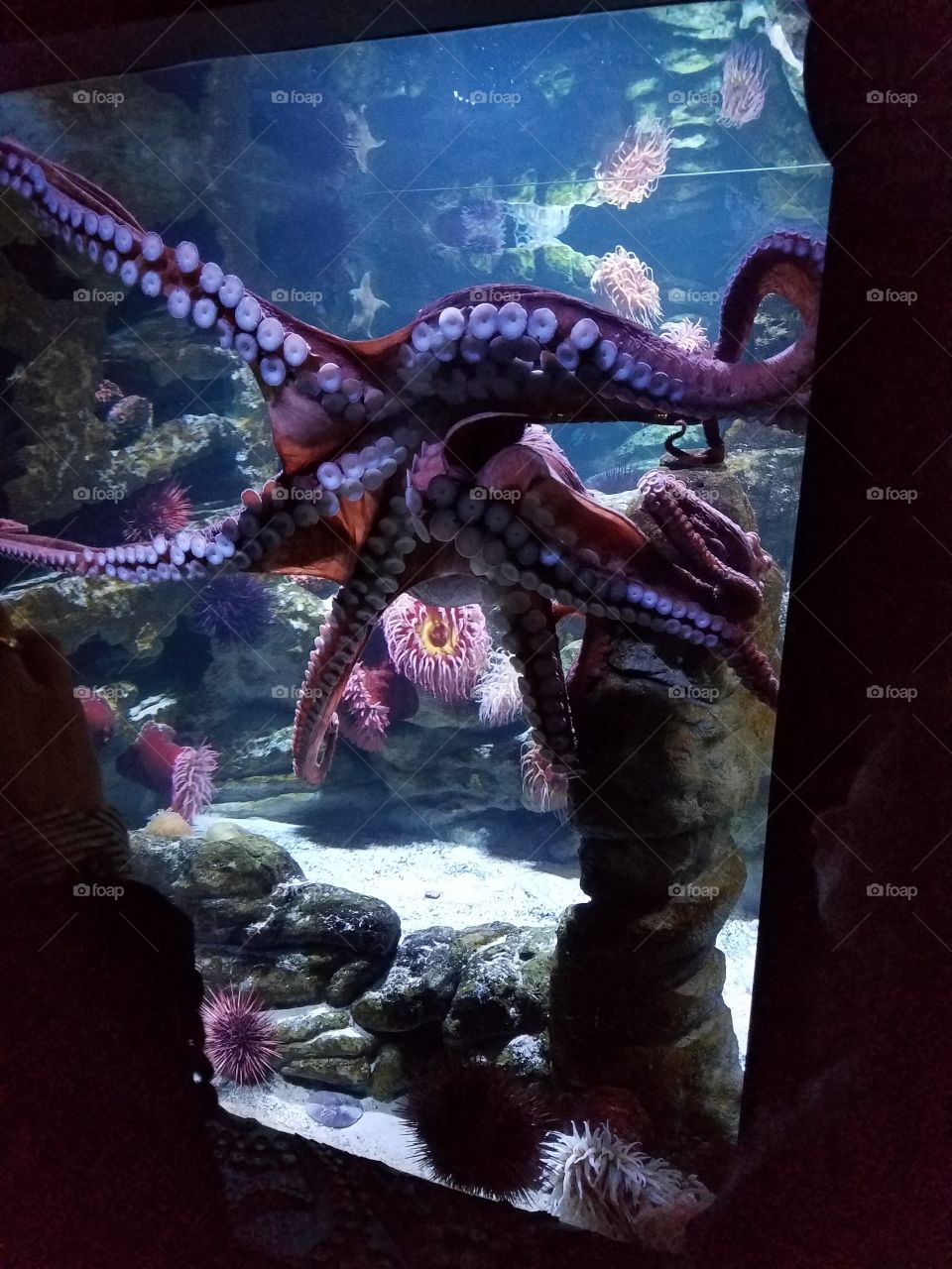 Aquarium octopus