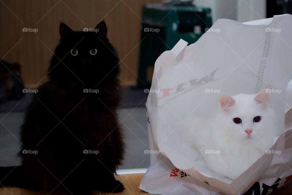 Black and white Norwegian Forest Cat