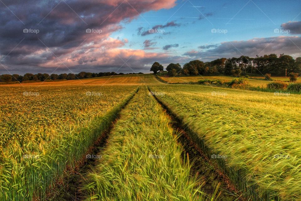 A landscape image of a field of wheat with tractor tracks disappearing into the distance under a colourful sky.
