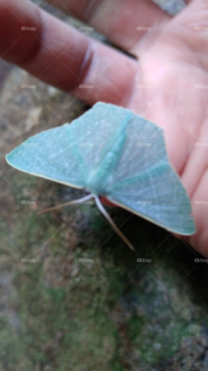 Little cyan blue butterfly perched on the finger