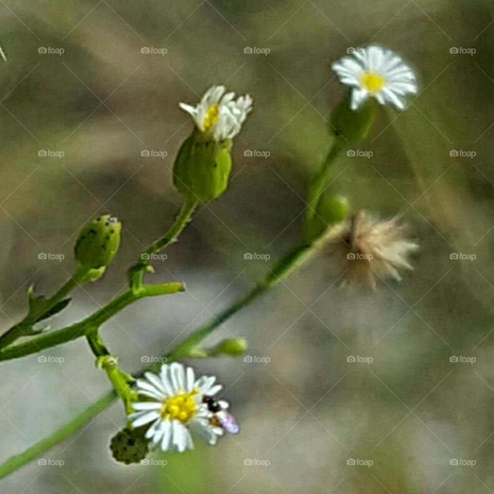 Nature, No Person, Flower, Summer, Growth