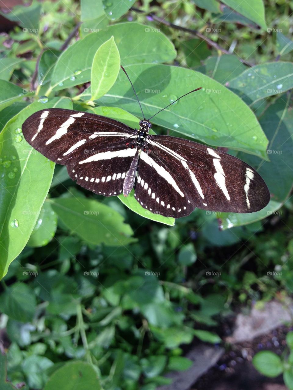 Butterflies in Hershey