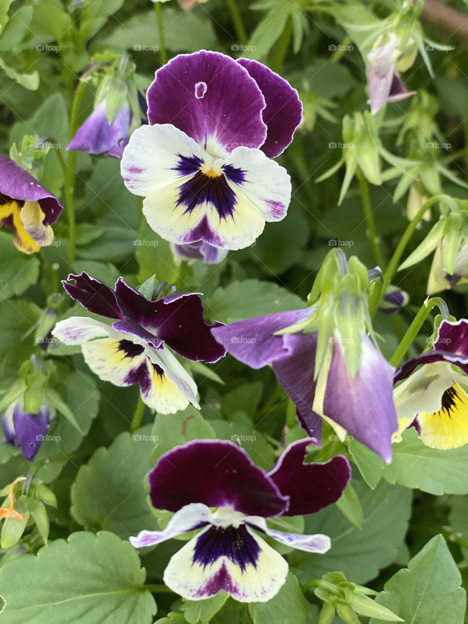 Анютины глазки.