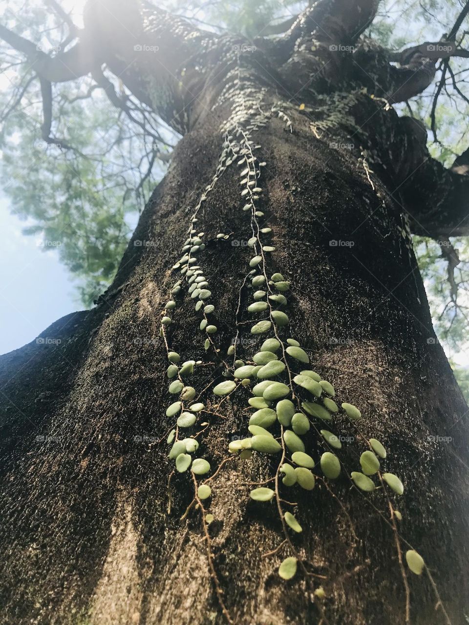 A thick leaves climber on a big tree climb’s from upside down 