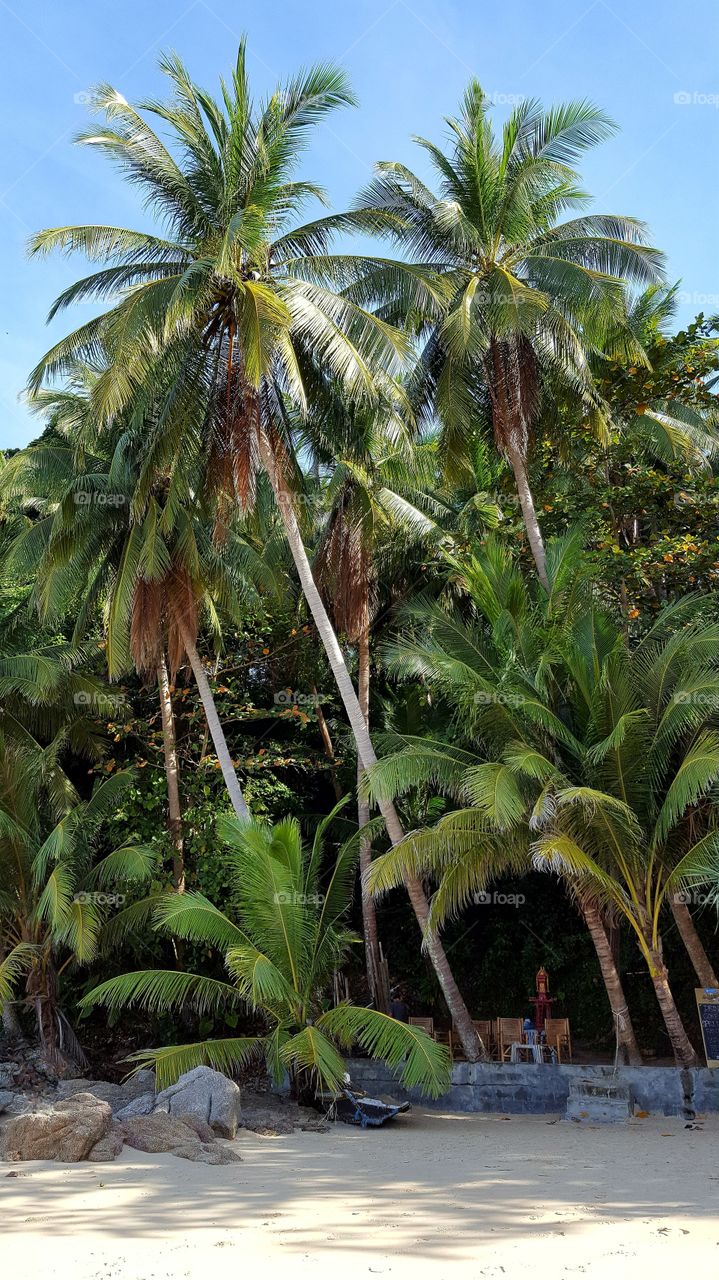 Green Palm trees