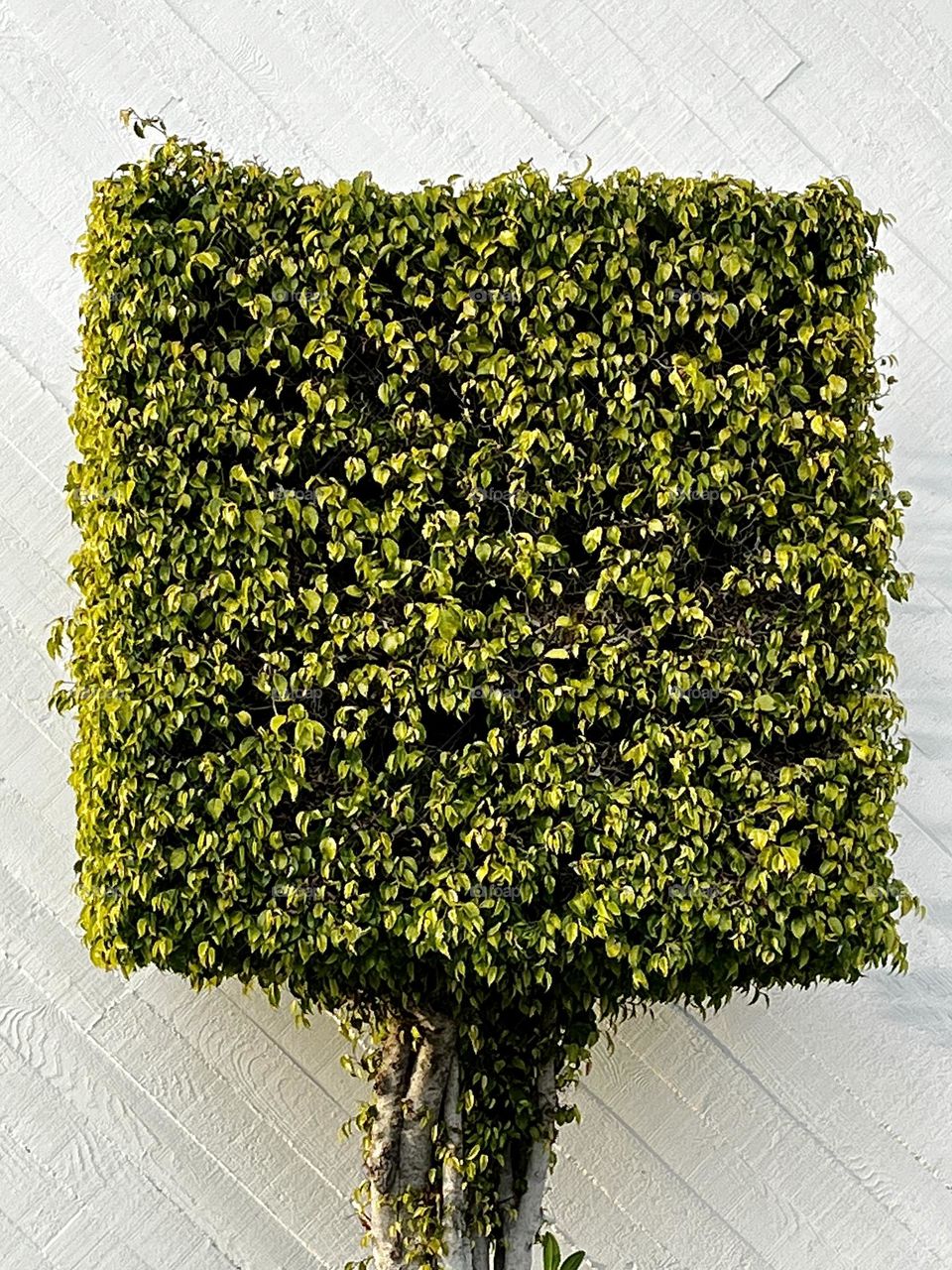 Square Shaped Shrub