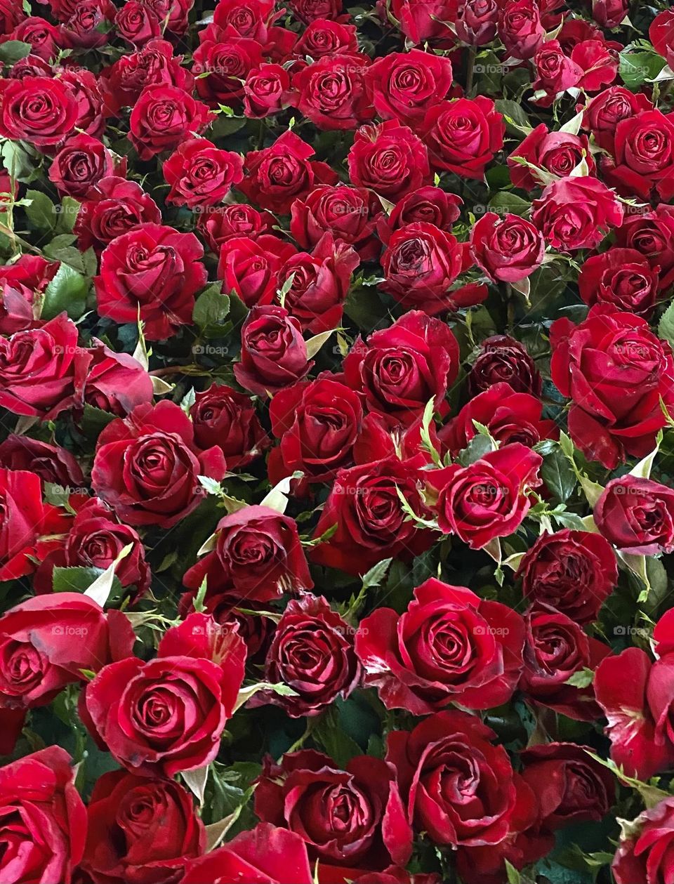 Red roses