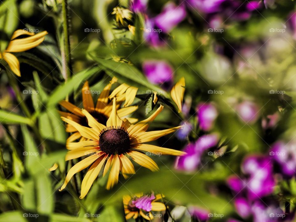 Black Eyed Susan