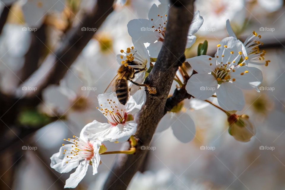 A bee at the spring flower