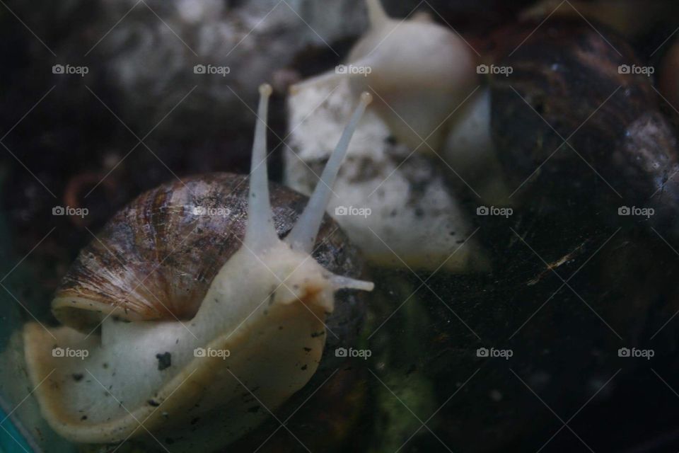 Pet snails