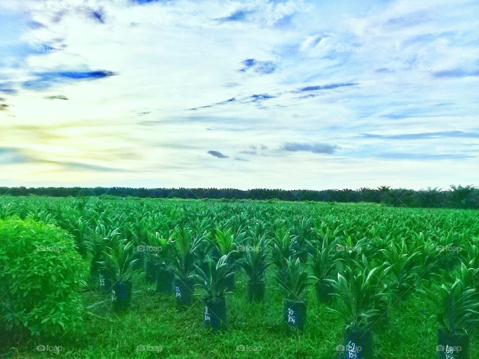 Oil palm nurseries on Kalimantan Indonesia