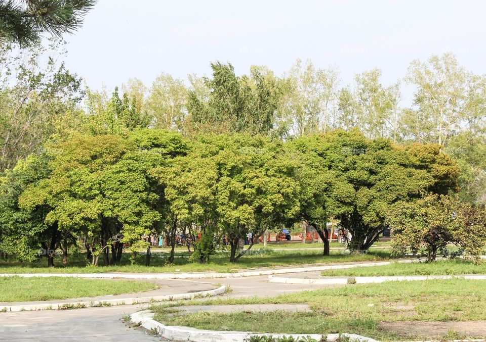 Beautiful trees in the city park