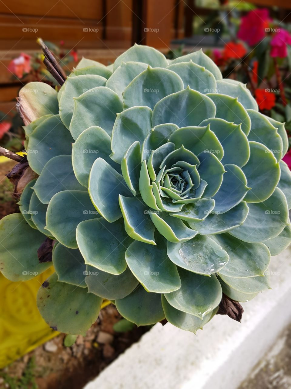 Succulent