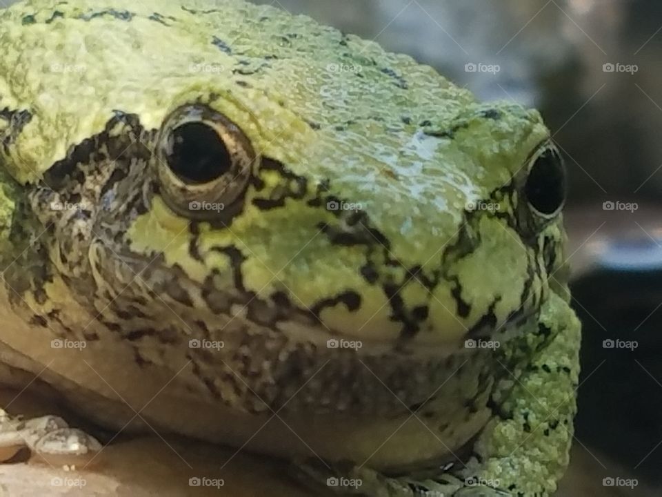 tree frog close up