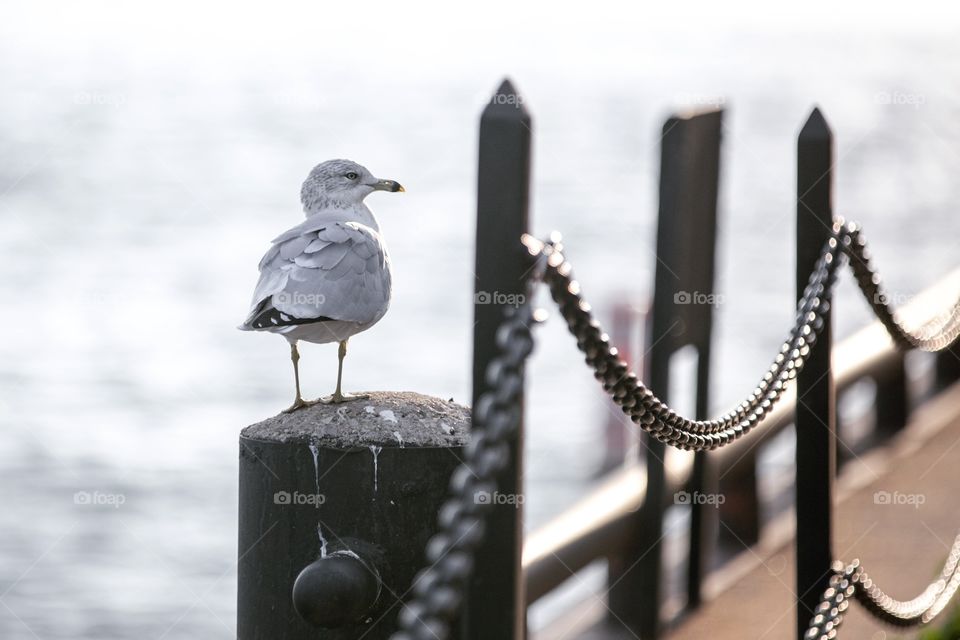 Wild seagull standing on port post