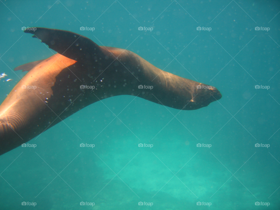 swim dive sea lion by izabela.cib