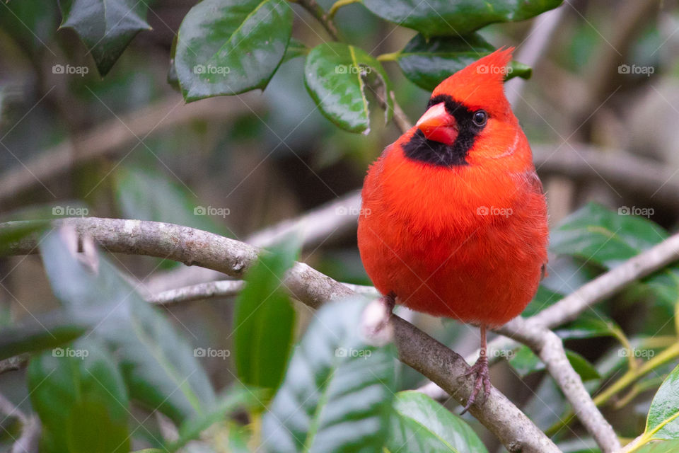 Cardinal