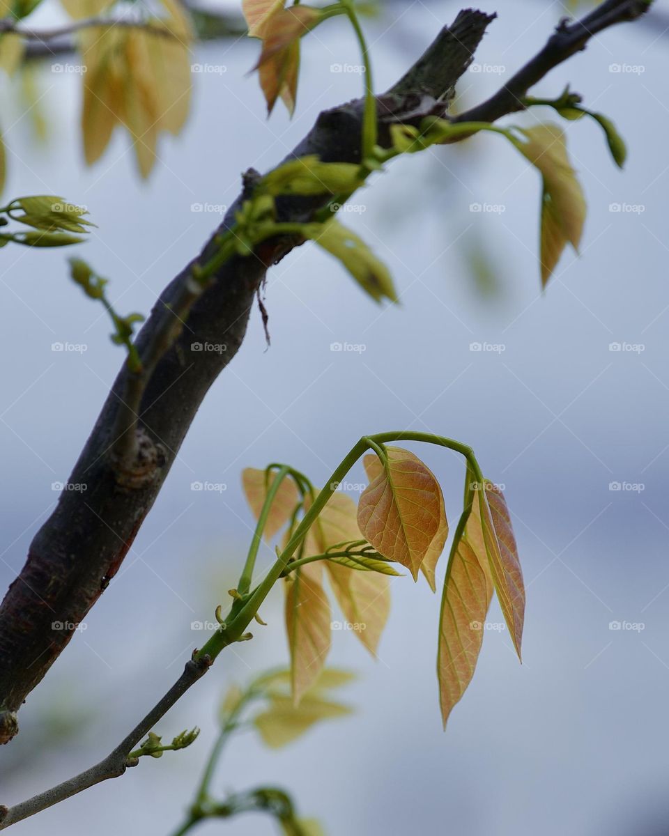 Leaves on the Branch of tree 