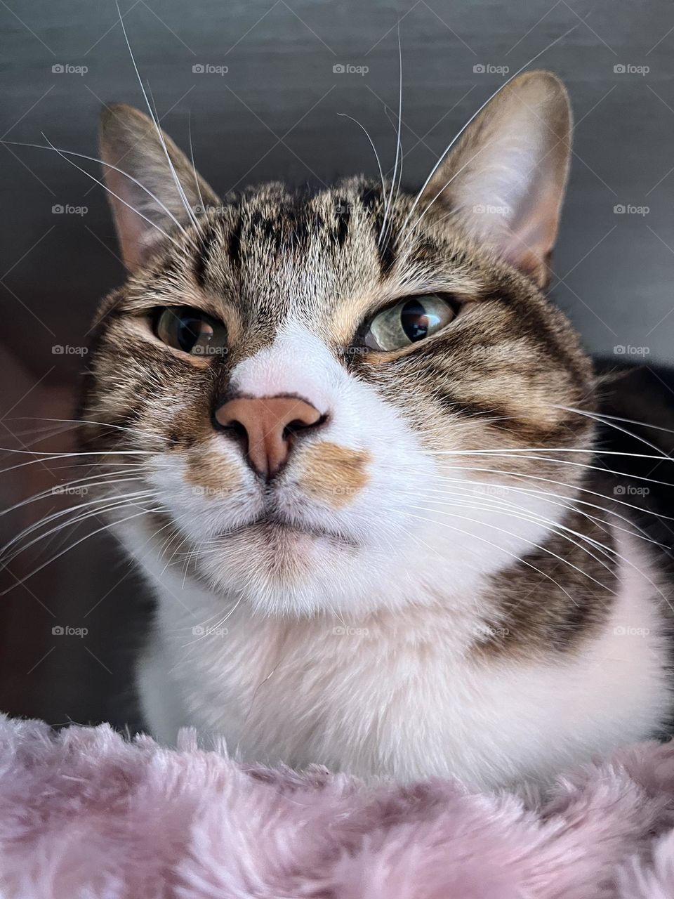 A beautiful  and relaxing cat