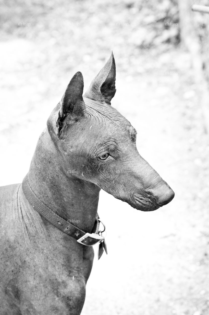 Mexican hairless dog