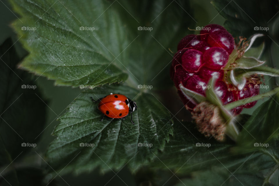 ladybug sitting on a raspberry bush