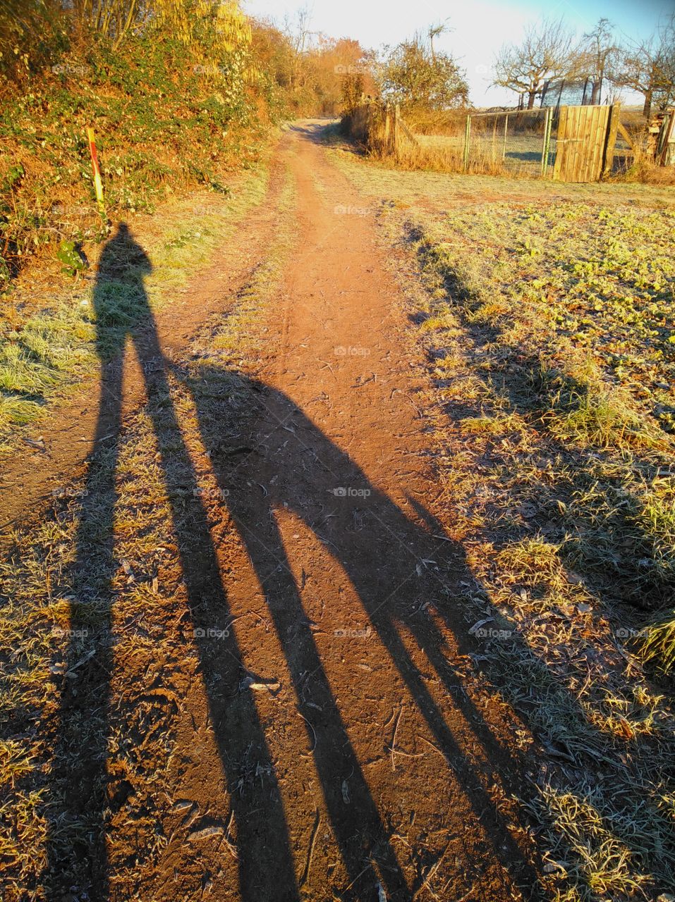 Spring walk with your dog