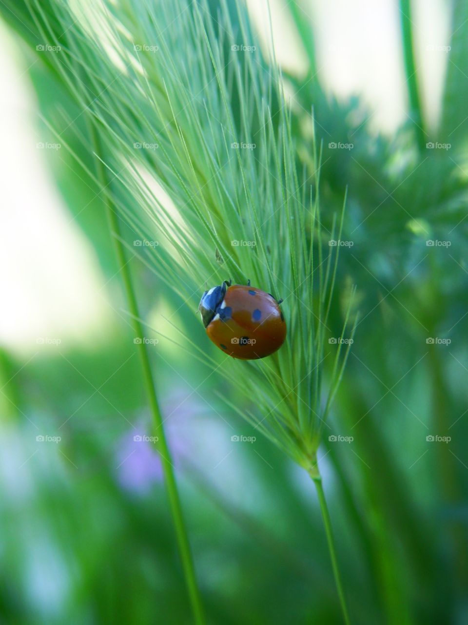 Ladybug on wheat