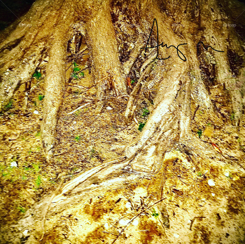 If you are as strange as me. You will love the roots of this tree. 