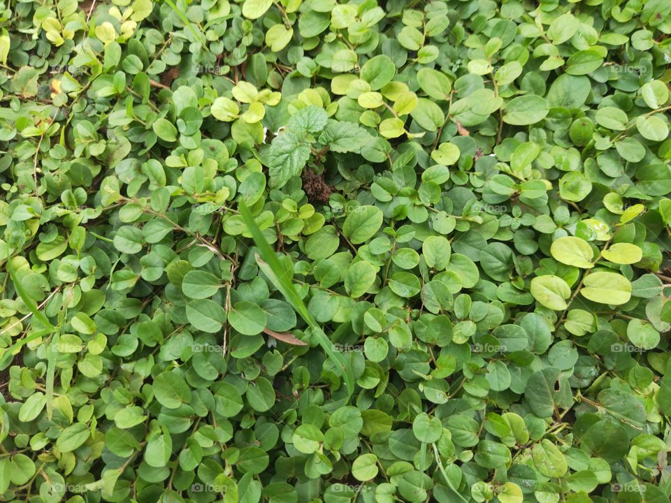 The abundant dollar leaf plant grows in very fertile soils. with the afternoon sun